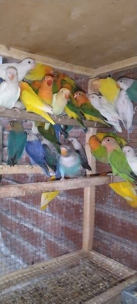 Love Birds Pathay For Sale 4