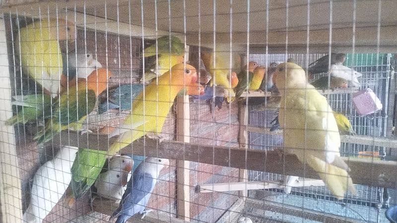 Love Birds Pathay For Sale 8