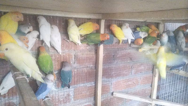 Love Birds Pathay For Sale 9