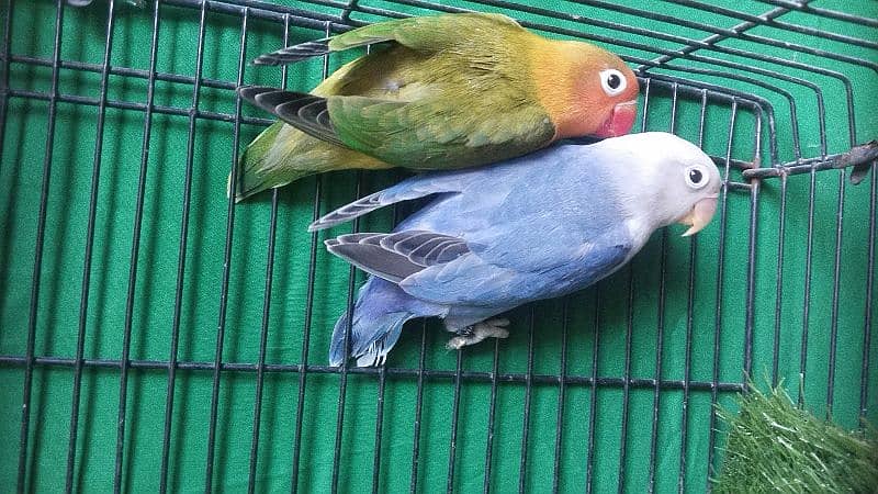 Love Birds Pathay For Sale 11