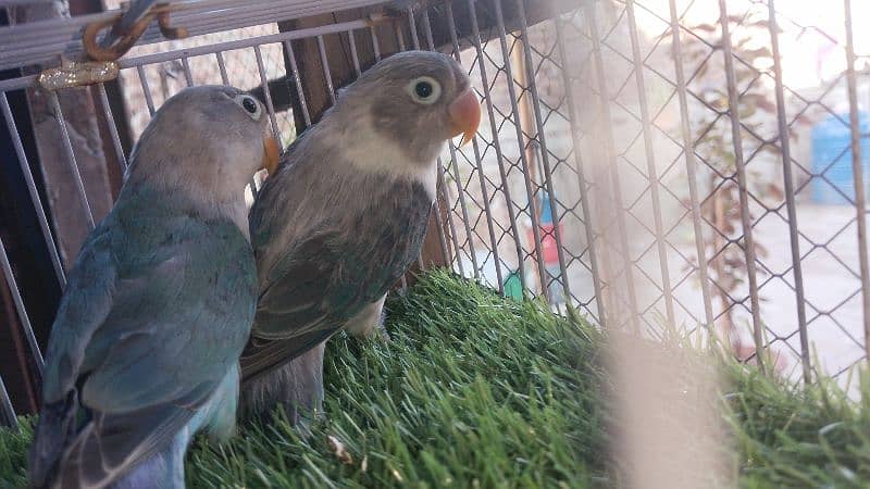 Love Birds Pathay For Sale 12