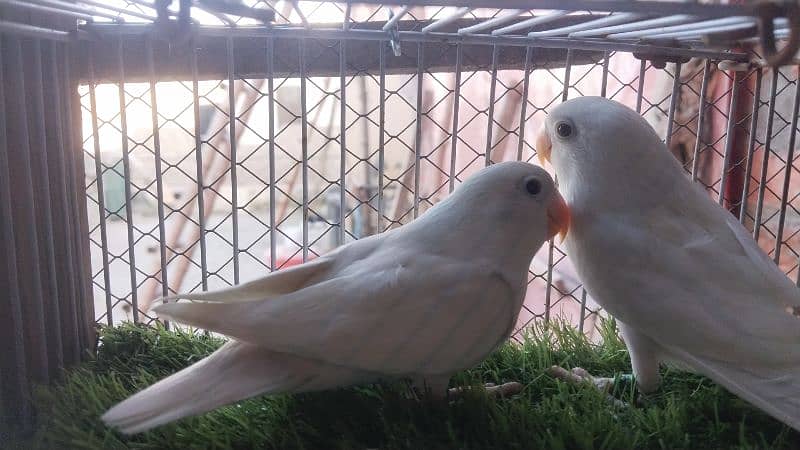 Love Birds Pathay For Sale 14
