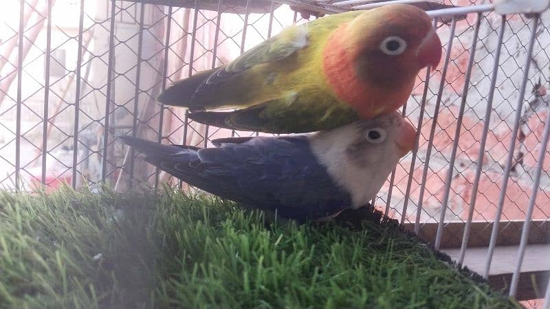 Love Birds Pathay For Sale 15