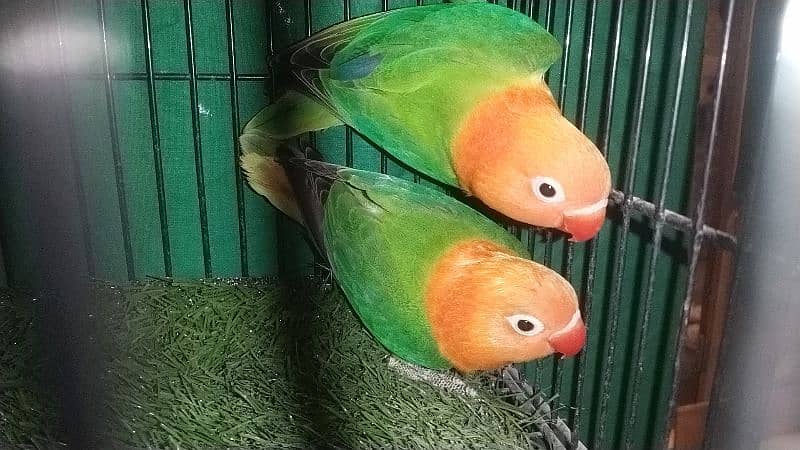 Love Birds Pathay For Sale 17