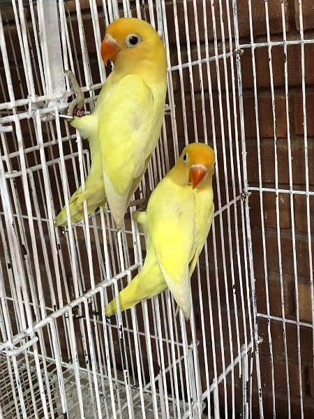 Love Birds Pathay For Sale 18