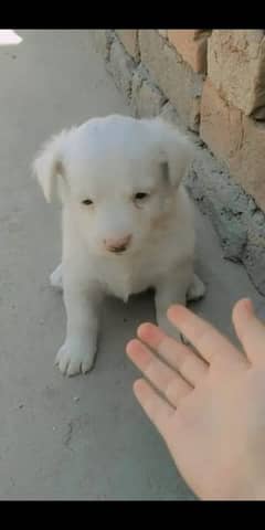 Russian puppy