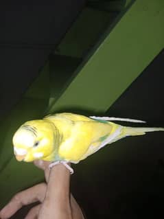 Hand tame budgies for sale each price (600) 0