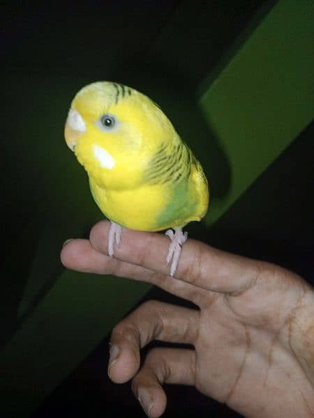Hand tame budgies for sale each price (600) 3