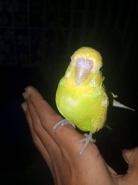 Hand tame budgies for sale each price (600) 5