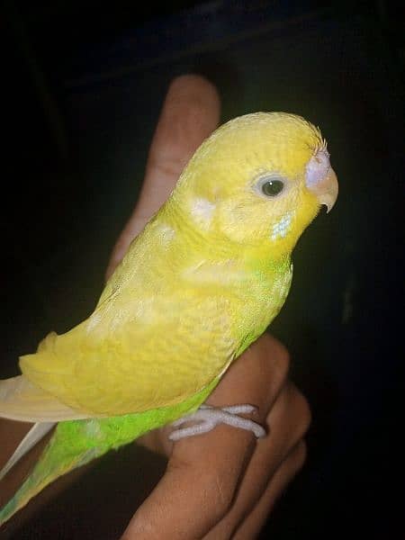 Hand tame budgies for sale each price (600) 6