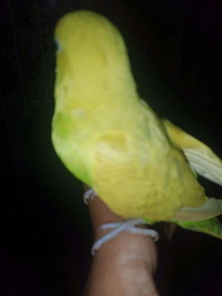 Hand tame budgies for sale each price (600) 7
