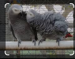 pair African grey parrots for sale 270000