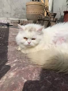 two persian male for sale