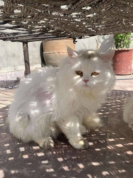 two persian male for sale 1