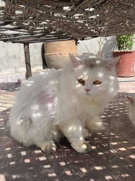 two persian male for sale 3