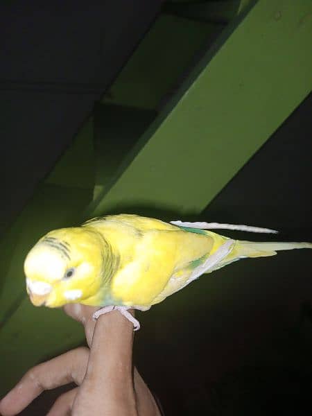 hand tame budgies for sale (each 600) 0