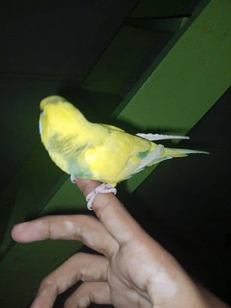 hand tame budgies for sale (each 600) 1