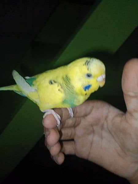 hand tame budgies for sale (each 600) 2