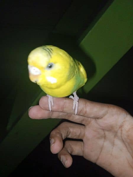 hand tame budgies for sale (each 600) 4