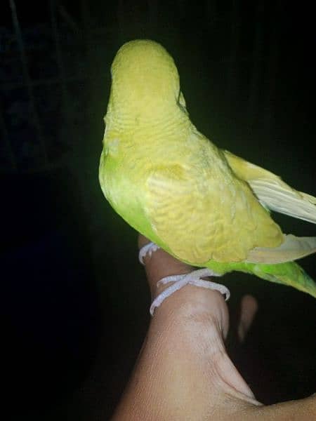 hand tame budgies for sale (each 600) 6