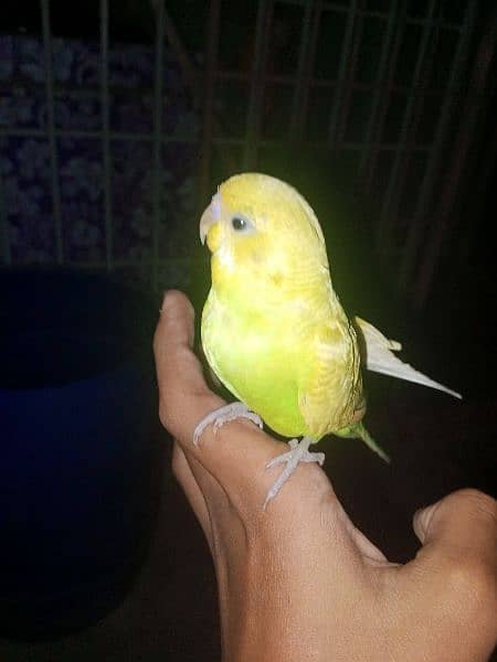 hand tame budgies for sale (each 600) 7