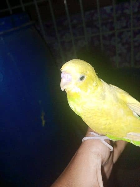hand tame budgies for sale (each 600) 8