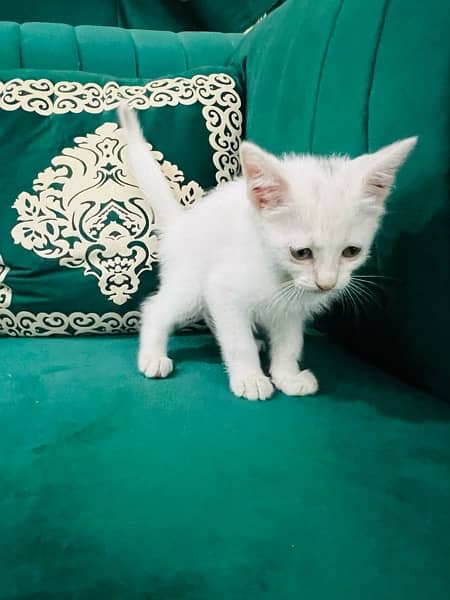 Persian kitten 2