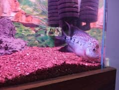 imported flowerhorn fish male