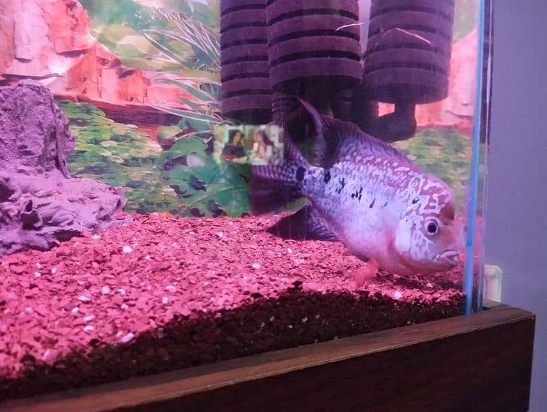 imported flowerhorn fish male 0