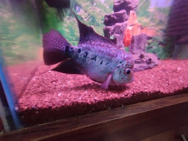 imported flowerhorn fish male 1