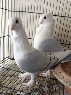 For sale pigeon