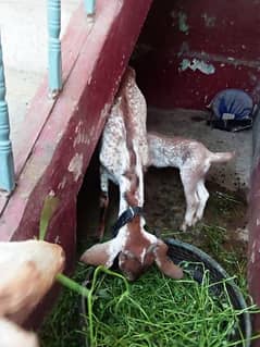 makhi cheni 1 goat with 1 month baby male