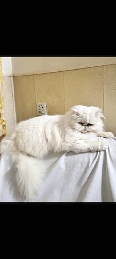 White peke 5 face Persian cat