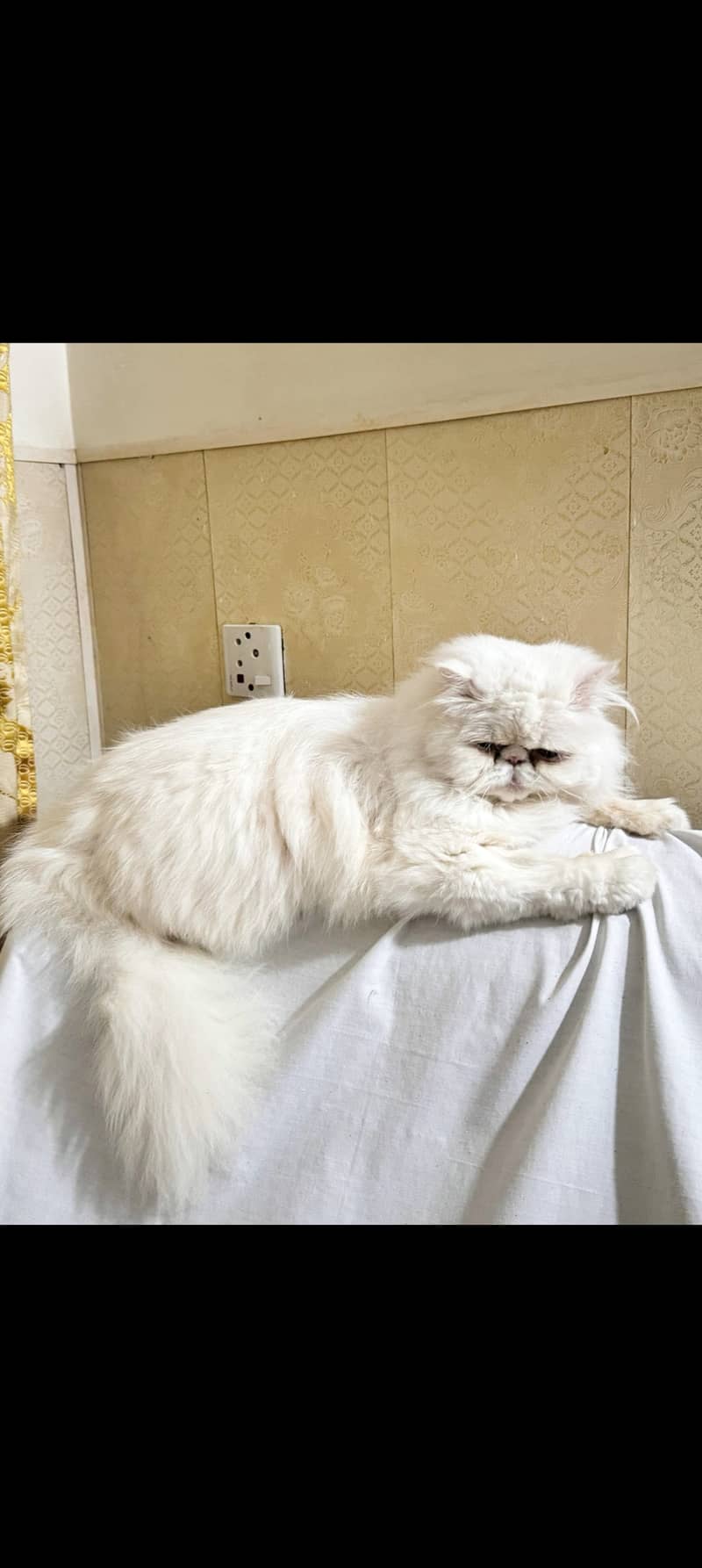White peke 5 face Persian cat 0