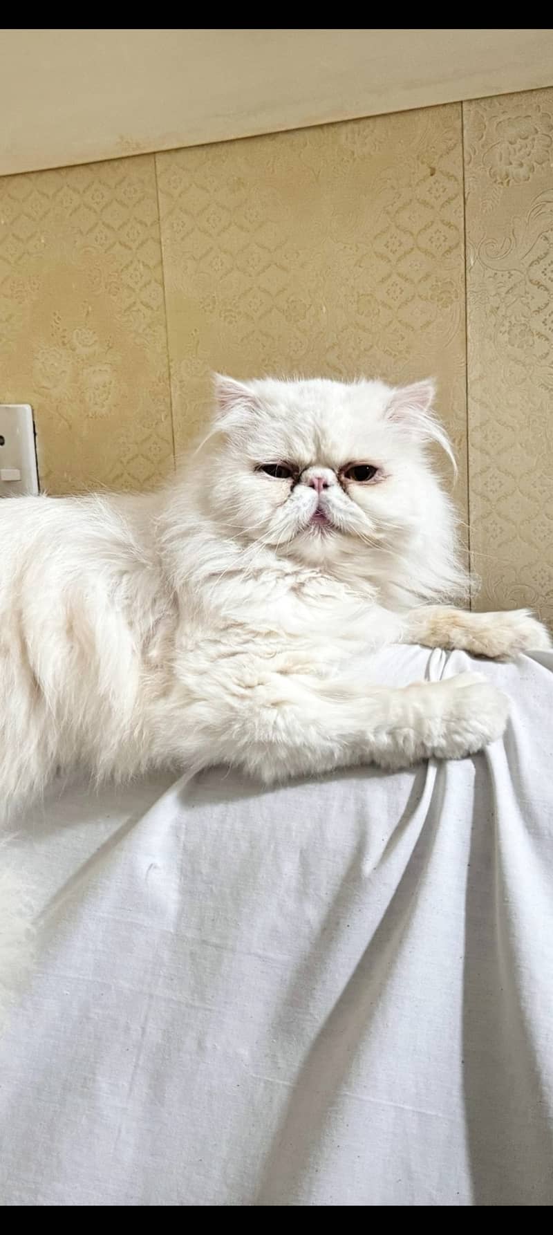 White peke 5 face Persian cat 1