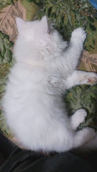 persian male triple coated cat little trained age 2.5 months old 0