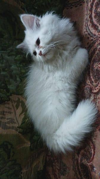 persian male triple coated cat little trained age 2.5 months old 1