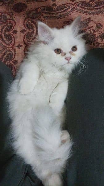 persian male triple coated cat little trained age 2.5 months old 2