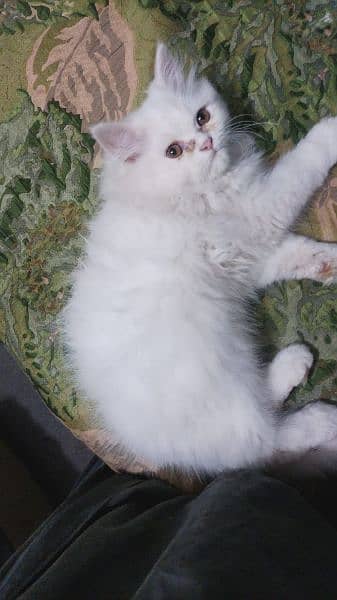 persian male triple coated cat little trained age 2.5 months old 3