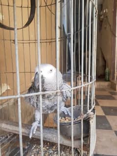 Grey parrot (trained)