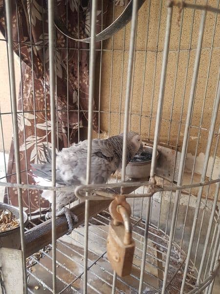 Grey parrot (trained) 2