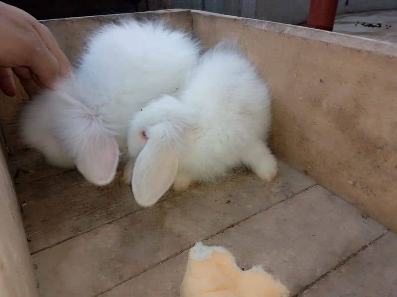 loop rabbit bunny 0