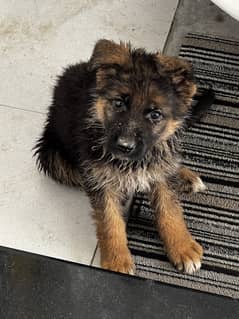 German Shepherd Puppies/german shepherd puppies/GSD/dog for sale