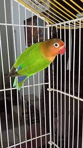 available love bird fisher 2