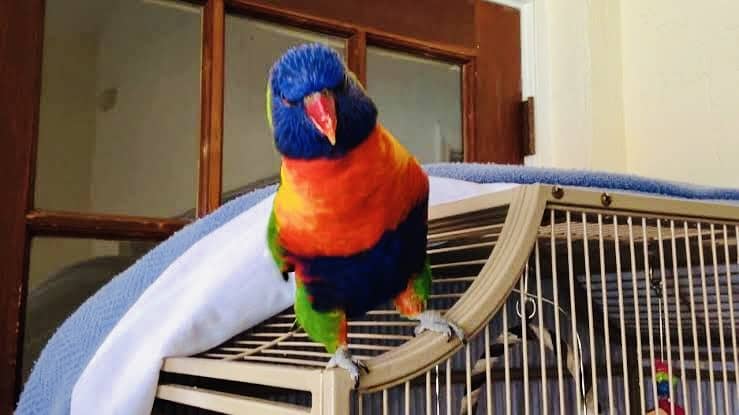 Rainbow Lorikeet Parrot 0