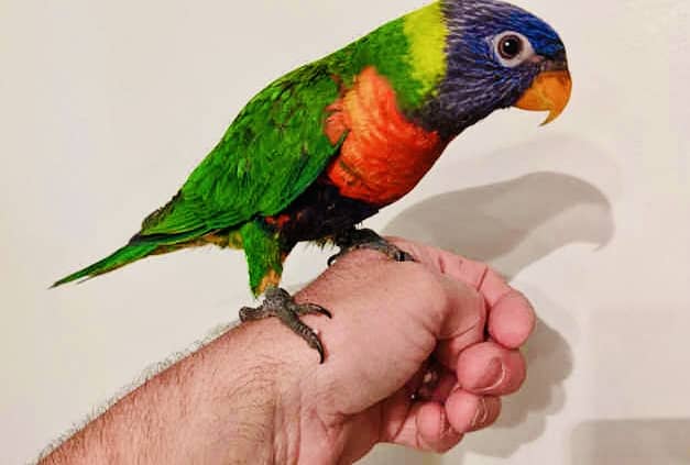 Rainbow Lorikeet Parrot 1