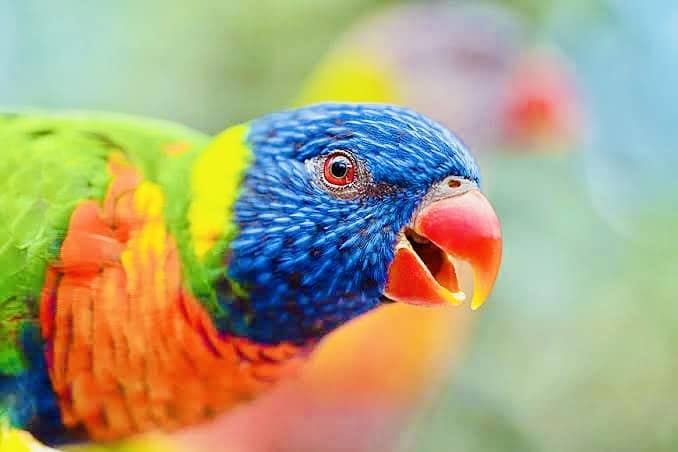 Rainbow Lorikeet Parrot 2