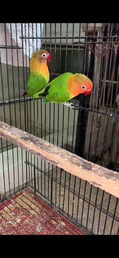 with fartil eggs fisher parrots pair  030848614o7