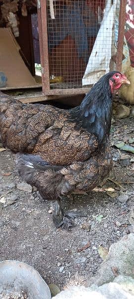 white heavy cochin buff and brahma females for urgent sale 2