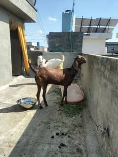 pair of goat 0